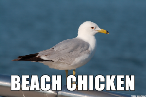 seagull with words "beach chicken" over top to demonstrate brain fog