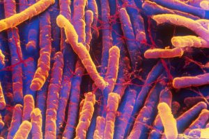 close up image of microbiome bacteria