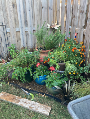 Plants gathered in a garden