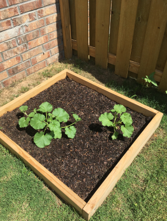 Garden with new growth