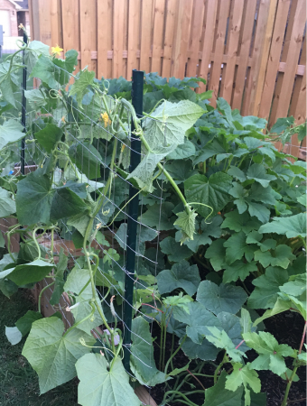 Cucumber vines in garden